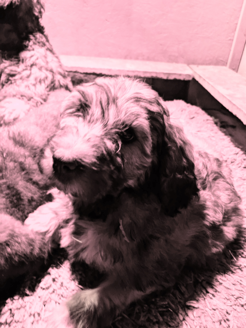 Illustration for article titled On Dogs - Update: news & photos